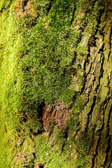 moss on a stump in the sun