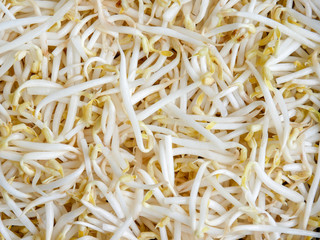 food background texture mung bean sprout