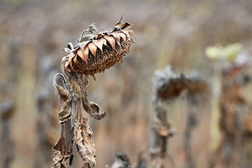 Withered sunflowers, natural disaster caused by extreme heat and record low rainfall in Europe during summer 2018, selective focus.