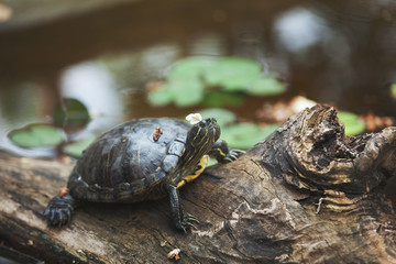 The tortoise lies on a log with a flower on its head, resting