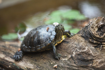 The tortoise lies on a log with a flower on its head, resting