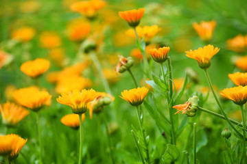 Bright summer background with blooming flowers calendula officinalis in summer garden