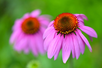 Echinacea flowers (Echinacea purpurea) against green background