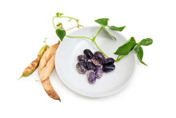 Purple speckled kidney beans with stem on saucer and pods