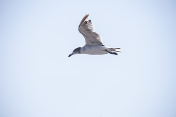 Flying seagull 