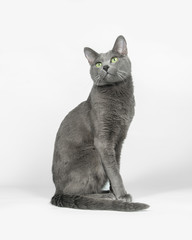 Russian blue cat sitting