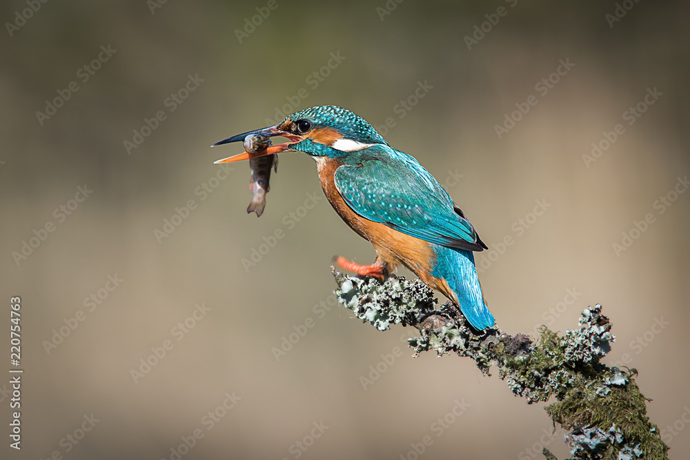 Aufkleber a female kingfisher sits on a lichen covered branch. after a successful div, it has a minnow in its 