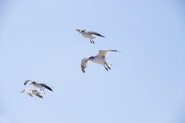 Flying seagull 