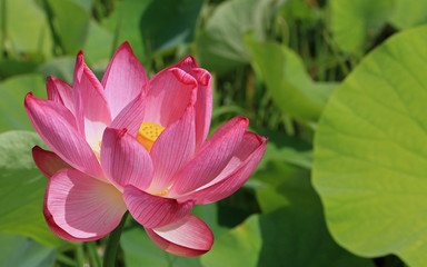 Fototapeta premium 蓮の花