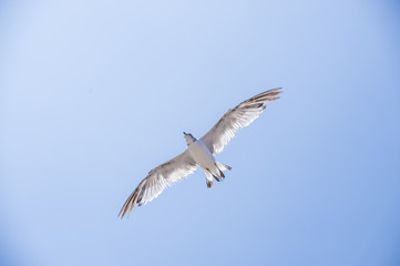 Flying seagull 