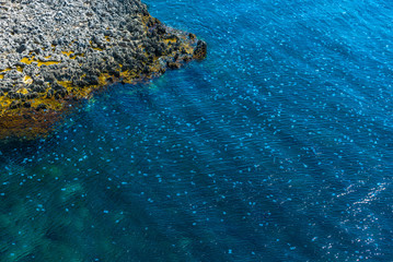 Congestion Millions of jellyfish floating in the sea lagoon as a result of penetration of cold flow. Danger to people swimming