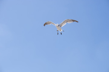 Flying seagull 