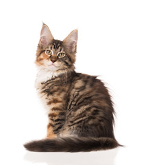 Maine Coon kitten