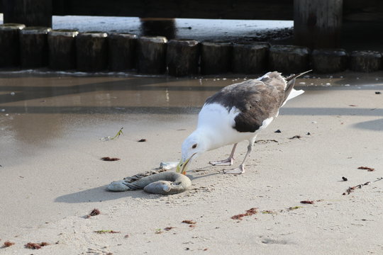 Silberm&ouml;we frisst einen gefundenen Aal an der Ostsee