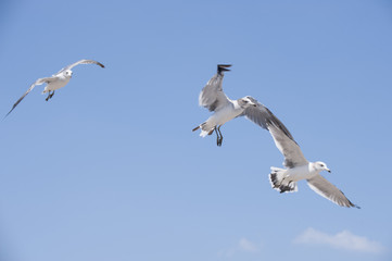 Flying seagull