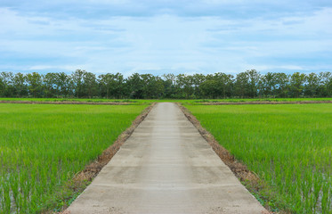 Fototapeta na wymiar Thai country road among natural green rice fields, trees with blue sky.