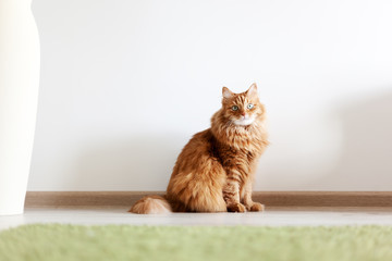 Portrait of a funny beautiful red fluffy cat with green eyes in the interior, pets