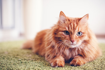 Portrait of a funny beautiful red fluffy cat with green eyes in the interior, pets