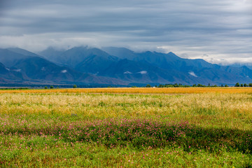 Beautiful field of different colors, view of the mountains