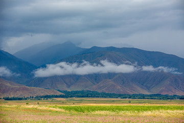 Naklejka premium Beautiful field of different colors, view of the mountains