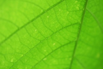 close up on green leaf texture background