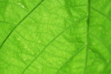 close up on green leaf texture background