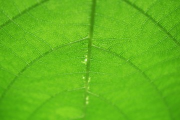 close up on green leaf texture background