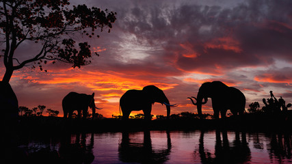 Fototapeta na wymiar Elephants walking by the lake