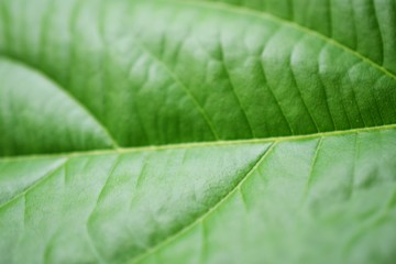 close up on green leaf texture background