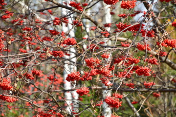 autumn rowan
