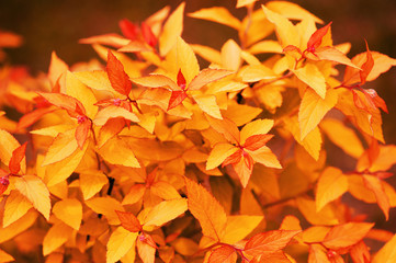 Bright autumn background with yellow leaves