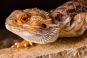 Fototapeta premium Pogona Vitticeps