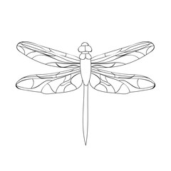 insect dragonfly sketch
