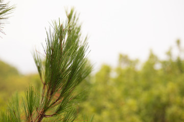 Pine tree with morning dew on the twig, abstract natural backgrounds Limited depth of field. Can be used as a background. There is space for text