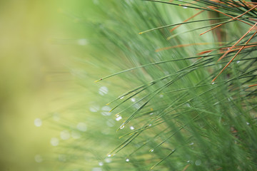 Pine tree with morning dew on the twig, abstract natural backgrounds Limited depth of field. Can be used as a background. There is space for text