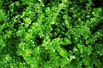 close up of green leave nature abstract nature background