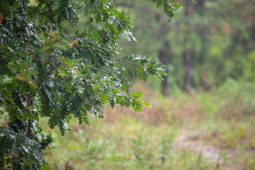 Spring oak leaves on a background of a blurred sunny forest, abstract natural backgrounds Limited depth of field. There is space for text