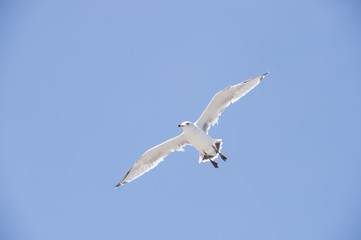 Flying seagull above a seaside