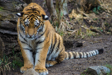 Obraz premium Young Tiger