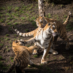 3 Junge Tiger