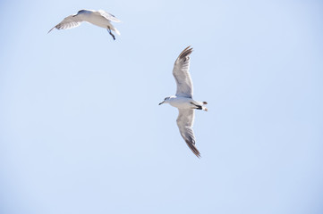 Flying seagull above a seaside