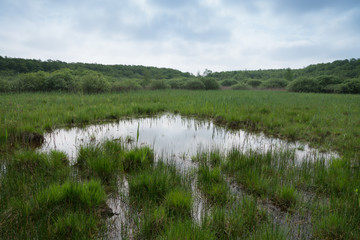 Moor Feuchtwiese