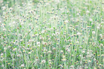 The white and yellow flower field on blur dam and mountain background with soft sun light on sunshine day. copy space for abstract background.