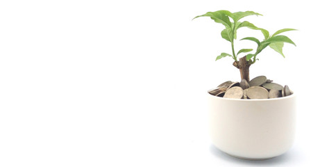 Money savings concept. Tree grows in small pot filled with coins on solid white background.