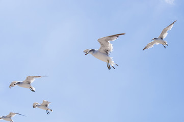 Flying seagull above a seaside