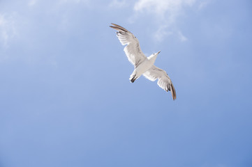 Fototapeta na wymiar Flying seagull above a seaside