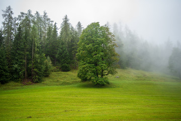 Fototapeta na wymiar Single tree standing out at the edge of the forest in an alpine meadow