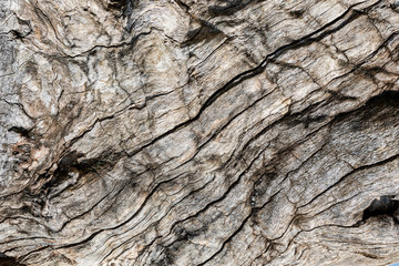 Texture of a Tree Bark for a Background