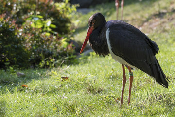 Bird black stork outdoors in nature.