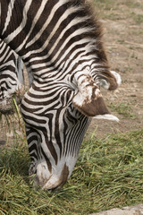 Fototapeta na wymiar Zebra outdoors in nature.